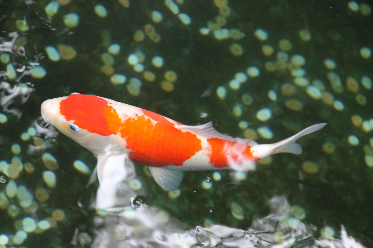 The Dance of Koi and Waves — A Masterwork of Porcelain